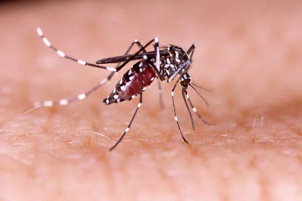 Dengue em Passos: cidade lidera ranking de casos prováveis na região do Sul de Minas